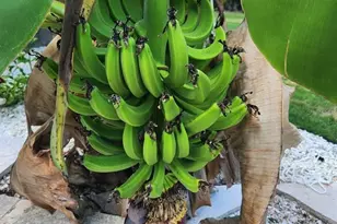 15301 Chinook Way, Port Charlotte, FL 33981 - Photo 41