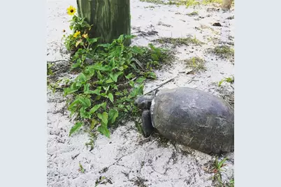 8142 Little Gasparilla Island, Placida, FL 33946 - Photo 31