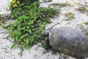 8142 Little Gasparilla Island, Placida, FL 33946 - Photo 31