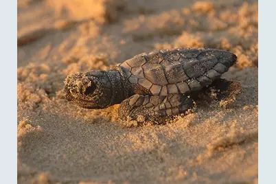 232 Mark Twain Lane, Rotonda West, FL 33947 - Photo 71