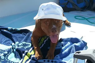 9015 Anita Ave, Englewood, FL 34224 - Photo 61