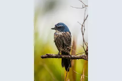 5 Aye Court, Placida, FL 33946 - Photo 75