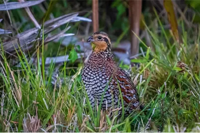 5 Aye Court, Placida, FL 33946 - Photo 65