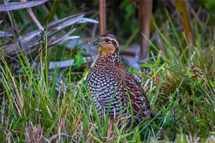 5 Aye Ct, Placida, FL 33946 - Photo 65