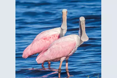 5 Aye Court, Placida, FL 33946 - Photo 73