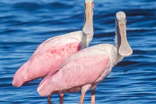 5 Aye Ct, Placida, FL 33946 - Photo 73