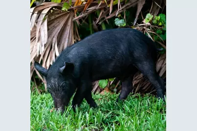 5 Aye Court, Placida, FL 33946 - Photo 71