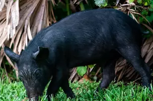 5 Aye Ct, Placida, FL 33946 - Photo 71