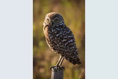 5 Aye Court, Placida, FL 33946 - Photo 77