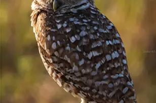 5 Aye Ct, Placida, FL 33946 - Photo 77