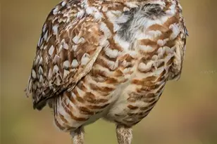 5 Aye Ct, Placida, FL 33946 - Photo 67