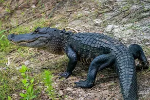 5 Aye Ct, Placida, FL 33946 - Photo 69