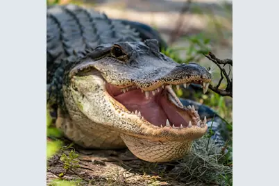 5 Aye Court, Placida, FL 33946 - Photo 79