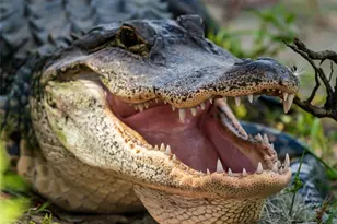 5 Aye Ct, Placida, FL 33946 - Photo 79