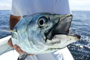 1735 Loralin Dr, Englewood, FL 34223 - Photo 33