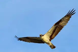 301 S Gulf Blvd, Placida, FL 33946 - Photo 57