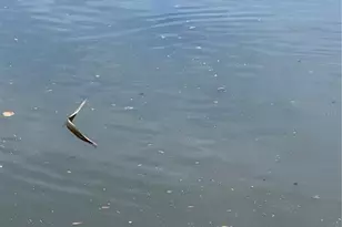 5258 Johnson Terrace, Port Charlotte, FL 33981 - Photo 19