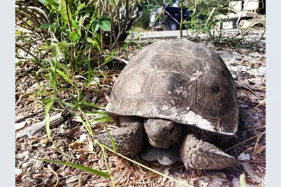 230 N Gulf Boulevard, Placida, FL 33946 - Photo 83