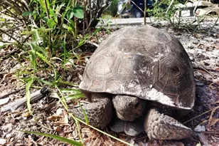 230 N Gulf Blvd, Placida, FL 33946 - Photo 83