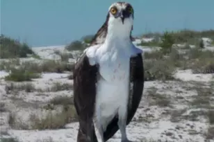 431 Kettle Harbor Dr, Placida, FL 33946 - Photo 47