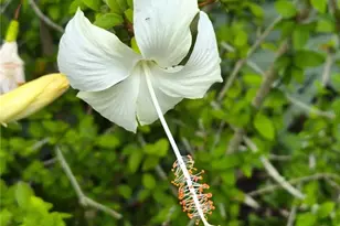 15322 Lime Dr, Punta Gorda, FL 33955 - Photo 7