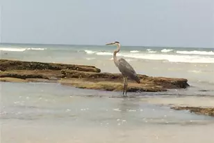 7 Beach Haven Pkwy, Palm Coast, FL 32137 - Photo 95