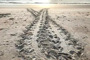 1415 Ocean Shore Blvd, Ormond Beach, FL 32176 - Photo 39