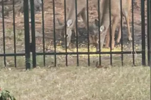 45 Lob Wedge Ln, Bunnell, FL 32110 - Photo 47