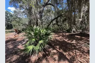 356 Drayton Island Road, Georgetown, FL 32139 - Photo 37