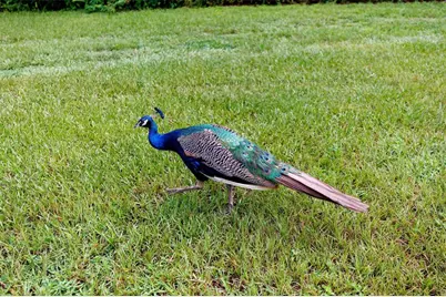 535 S Prospect Street, Crescent City, FL 32112 - Photo 81