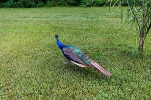 535 S Prospect St, Crescent City, FL 32112 - Photo 79