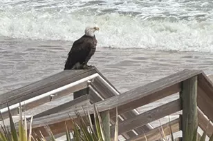 85 Calle del Sur, Palm Coast, FL 32137 - Photo 99