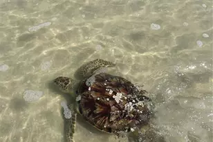 11 Beachside Dr, Palm Coast, FL 32137 - Photo 53