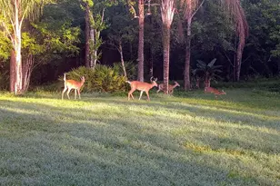 802 Hamilton Dr, Orlando, FL 32833 - Photo 5