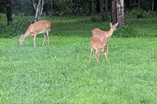 802 Hamilton Dr, Orlando, FL 32833 - Photo 7