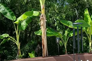 5 Buffalo Berry Pl, Palm Coast, FL 32137 - Photo 59