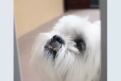 Sflagler, Flagler Beach, FL 32136 - Photo 19