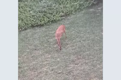 32 Navarra Court, Saint Augustine, FL 32086 - Photo 47