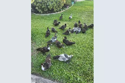 237 N Hidden Tree Drive, Saint Augustine, FL 32086 - Photo 45