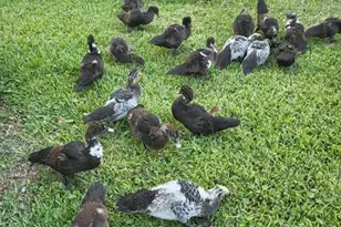 237 N Hidden Tree Dr, Saint Augustine, FL 32086 - Photo 45