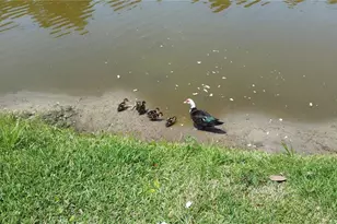 237 N Hidden Tree Dr, Saint Augustine, FL 32086 - Photo 43