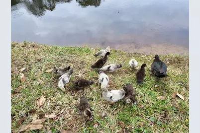 237 N Hidden Tree Drive, Saint Augustine, FL 32086 - Photo 47