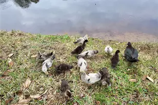 237 N Hidden Tree Dr, Saint Augustine, FL 32086 - Photo 47