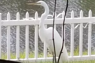 237 N Hidden Tree Dr, Saint Augustine, FL 32086 - Photo 49