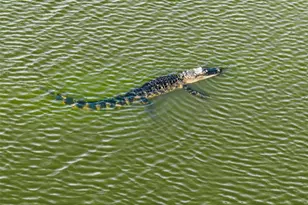 55 New Water Oak Dr, Palm Coast, FL 32137 - Photo 99