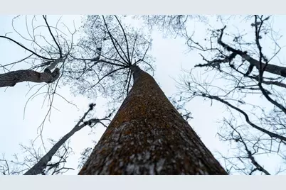 155 Fran Lane, Satsuma, FL 32189 - Photo 27