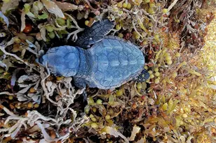 1415 Ocean Shore Blvd, Ormond Beach, FL 32176 - Photo 71