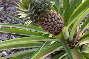 20963 E Colonial Dr, Christmas, FL 32709 - Photo 47