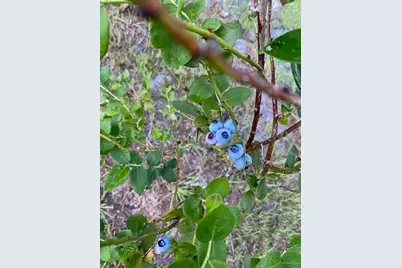 20963 E Colonial Drive, Christmas, FL 32709 - Photo 75