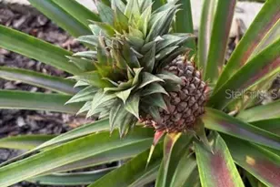 20963 E Colonial Dr, Christmas, FL 32709 - Photo 45